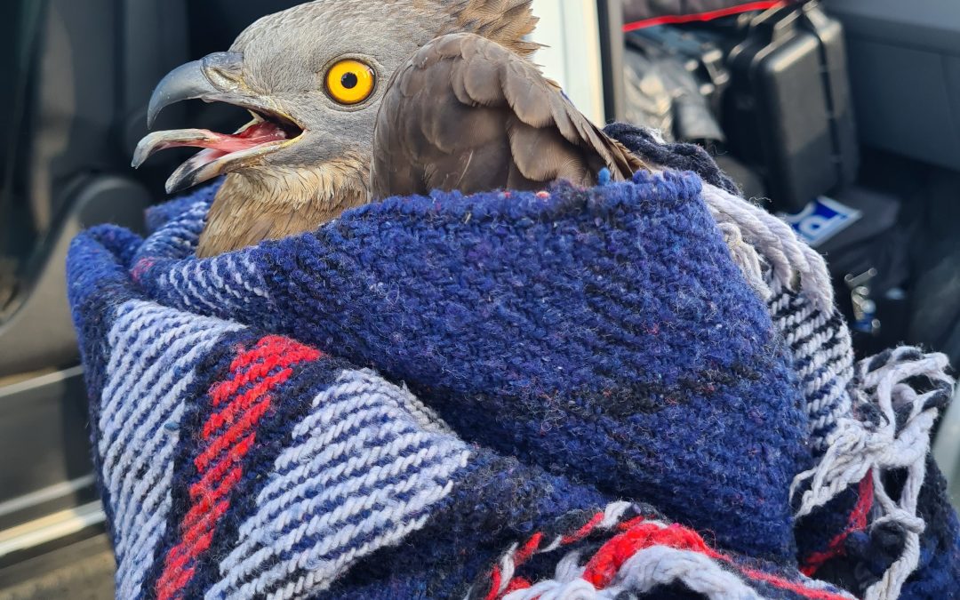 Polizei Wasserburg rettet seltenen Wespen-Bussard