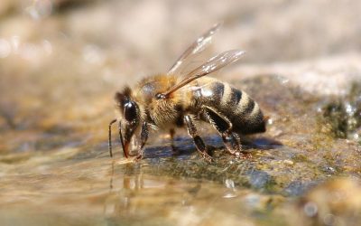 Durstige Wildtiere brauchen Hilfe