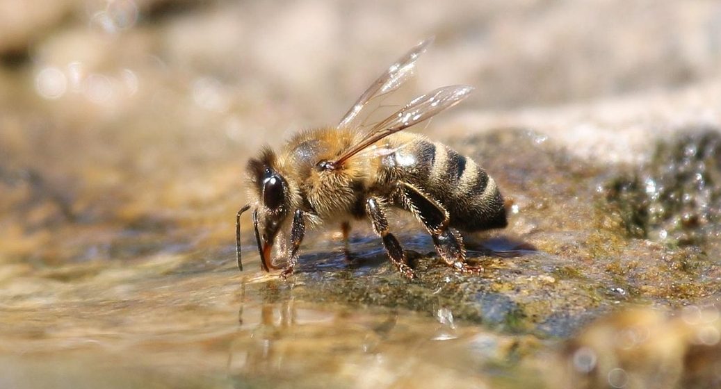 Bine Biene trinkt