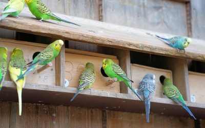 Dem Ziervogel helfen: Wo finde ich einen geeigneten Tierarzt?
