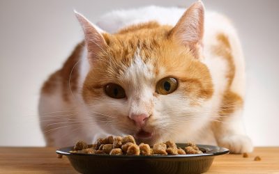 Napfhygiene bei Hitze: So bleibt das Katzenfutter sicher
