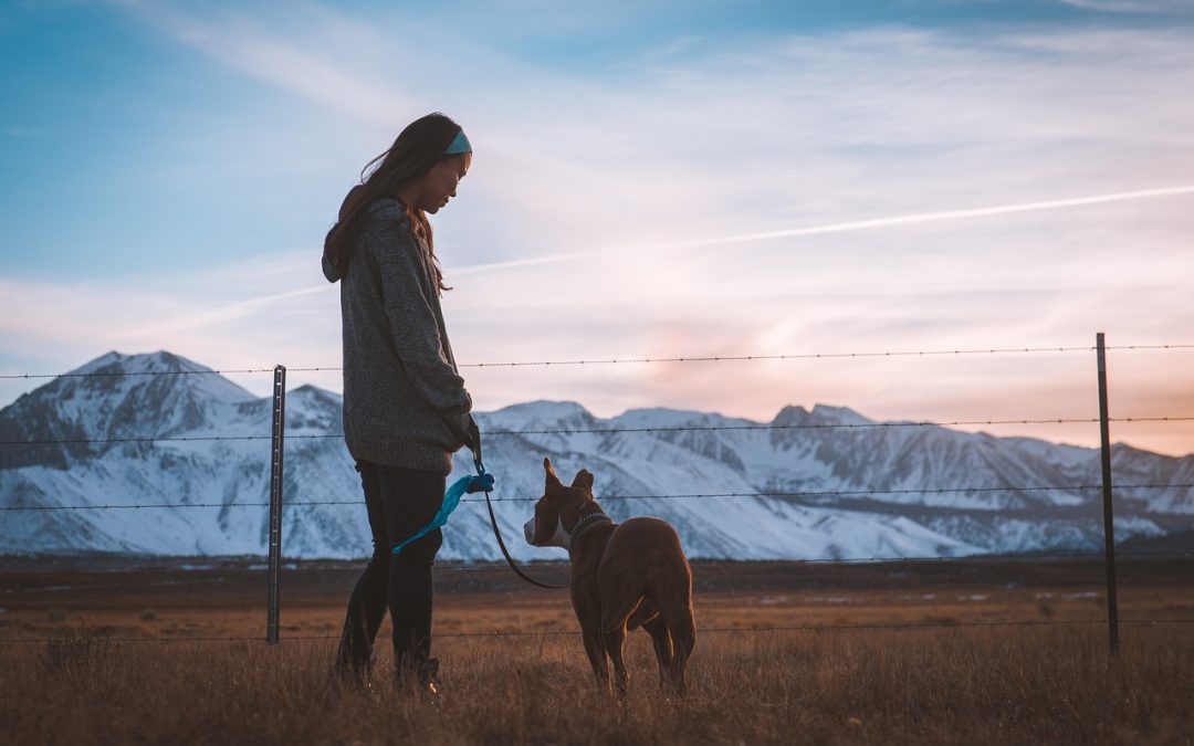 Sportpartner auf vier Pfoten