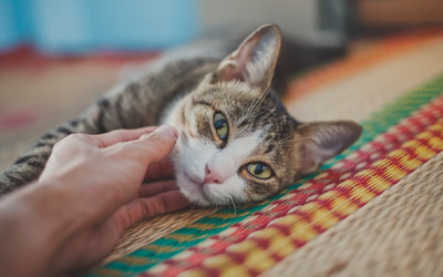 Die Katze: Erneut und unangefochten Heimtier Nr. 1