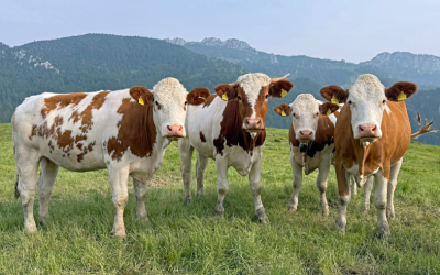 „Alpenmodels“ in Aschauer Abendstimmung