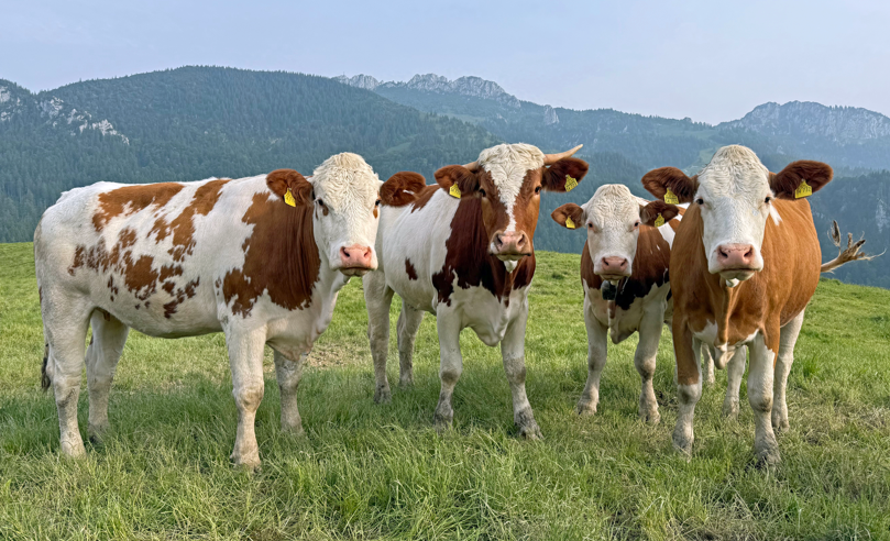 „Alpenmodels“ in Aschauer Abendstimmung