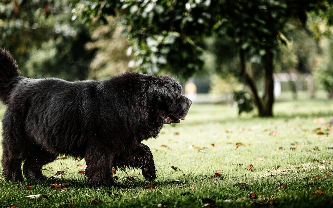 Vorsicht Giftköder: Wie man seinen Hund schützt