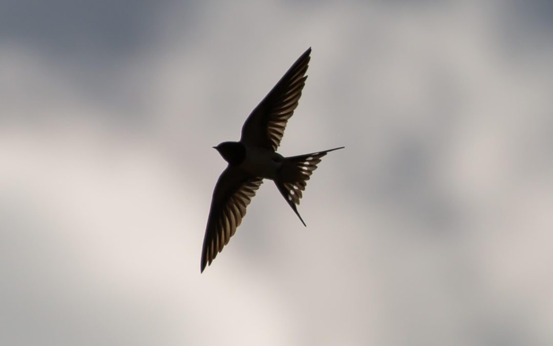 Alarm aus den Alpen: Wo sind die Felsenschwalben dieses Jahr?