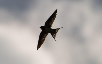 Alarm aus den Alpen: Wo sind die Felsenschwalben dieses Jahr?