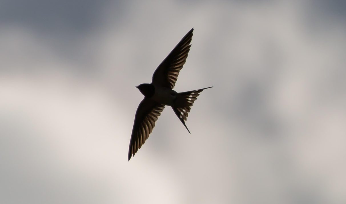 Schwalbe Schwalbe fliegend