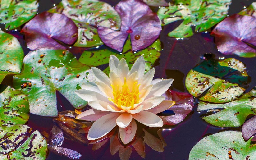 Kleinteiche selbst anlegen: so geht’s