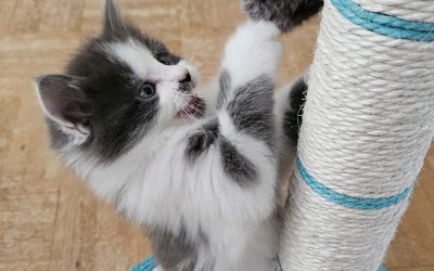 Krallenpflege bei Katzen