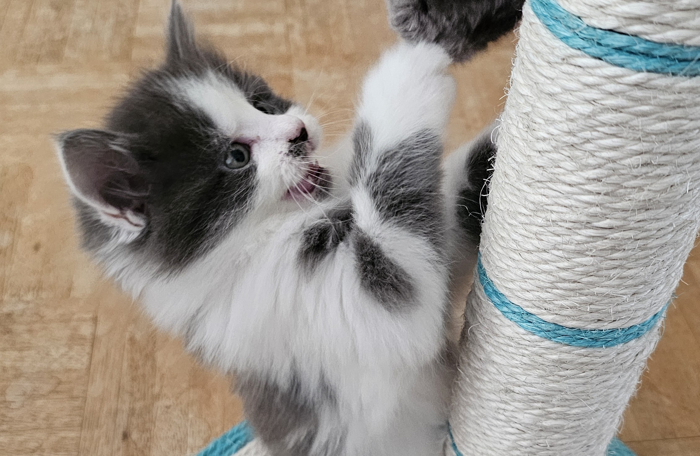 Katze Kleine Katze an Kratzbaum