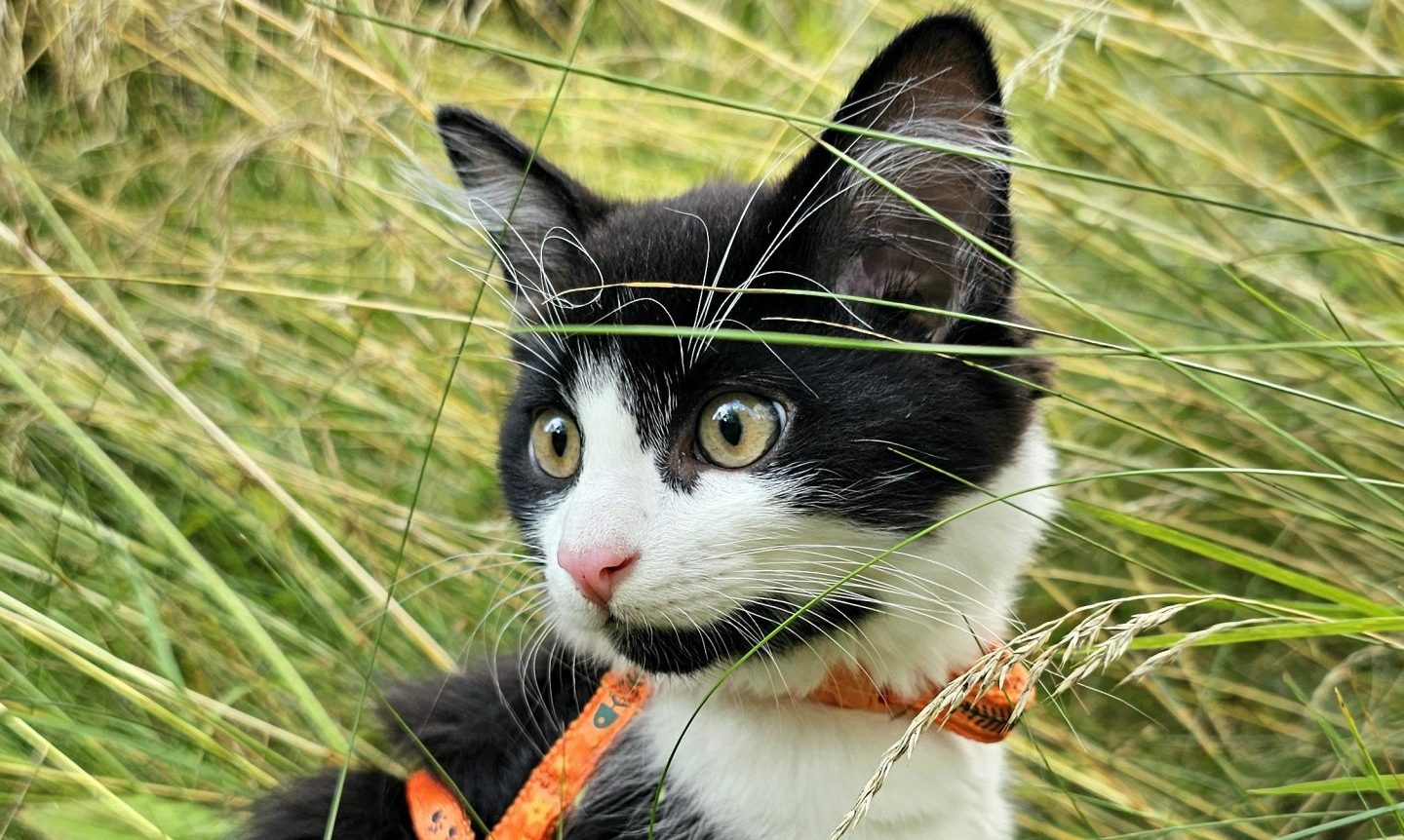 Katze Kleine Katze sitzt in Gras.
