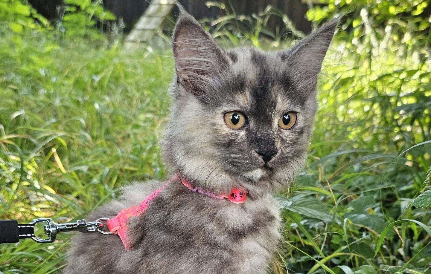 20250720_105545 Kleine Katze sitzt in Garten