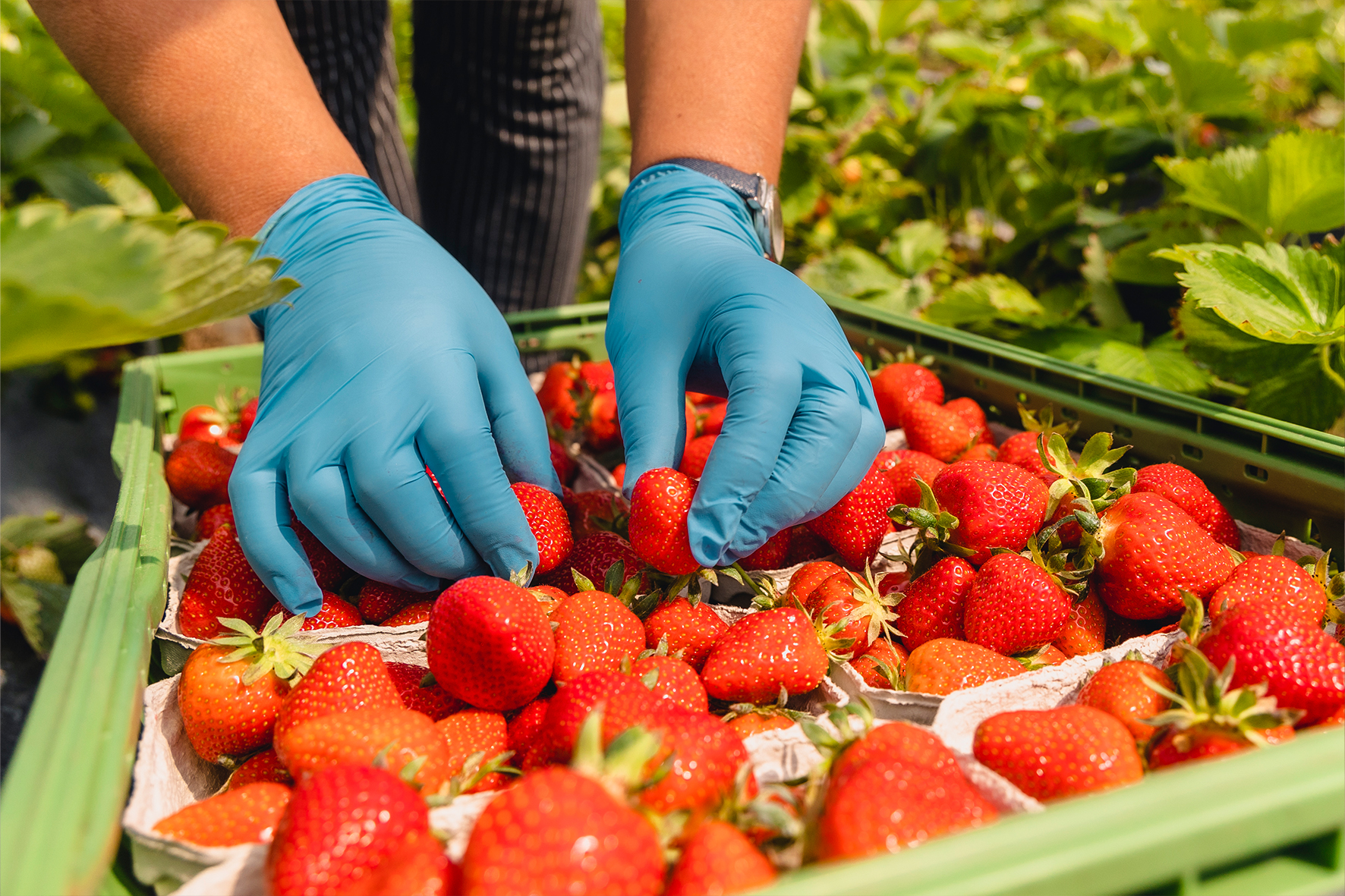 Erdbeer-Ernte Süß und lecker: frisch gepflückte Erdbeeren. Die Arbeit, die hinter der Erdbeerernte steckt, ist allerdings hart, sagt die Agrar-Gewerkschaft IG Bau Oberbayern. Sie appelliert an die Landwirte in Rosenheim und der Region, auf faire Löhne und anständige Unterkünfte für Erntehelfer zu achten. Foto: IG Bau - Florian Göricke