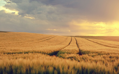Start der Erntezeit in Bayern: BBV ruft zu besonderer Vorsicht auf