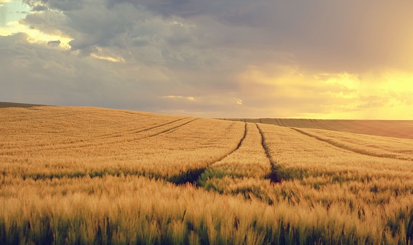 Ernte Kornfeld. Foto: re