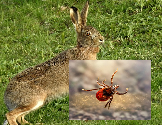 Fall von Hasenpest im Landkreis Mühldorf am Inn