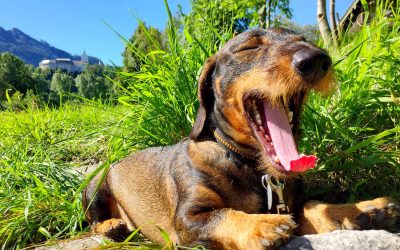 Tränenreiche Hundstage sind zum Gähnen