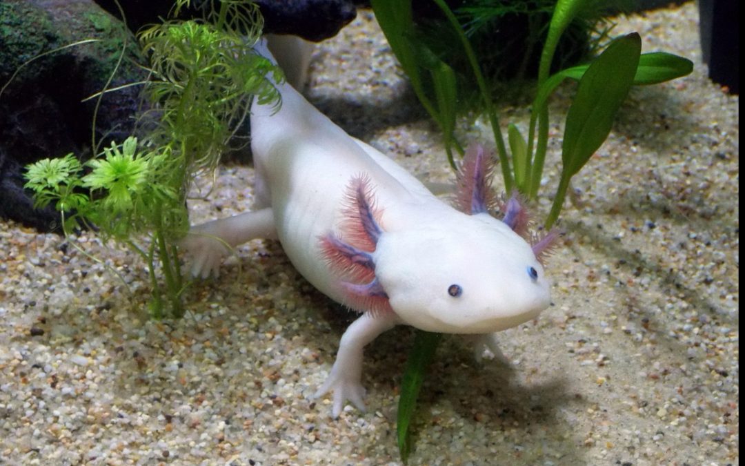 Axolotl: Eine Amphibie mit Geschichte