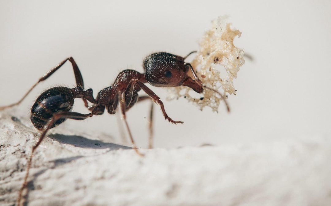 12 spannende Fakten über Ameisen