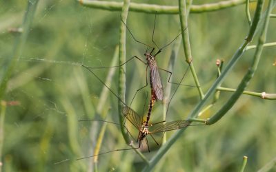 Stechmücken verstehen und abwehren