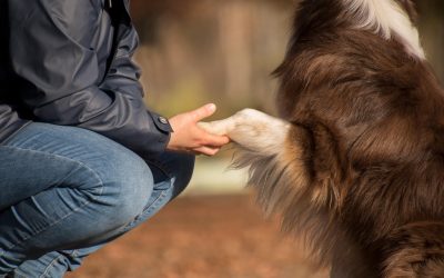 Haustiere im Testament: Was passiert mit dem Tier nach dem Tod des Halters?