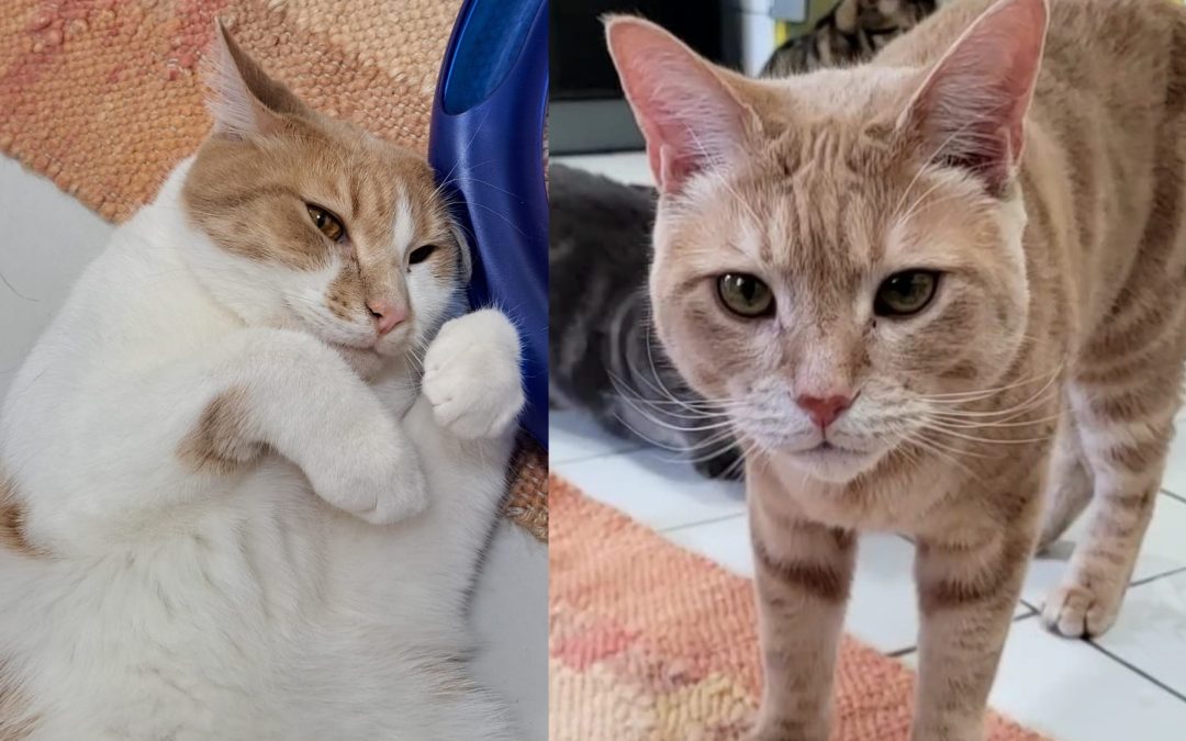 Tiere suchen ein Zuhause: Ted und Twix suchen ein liebevolles Heim