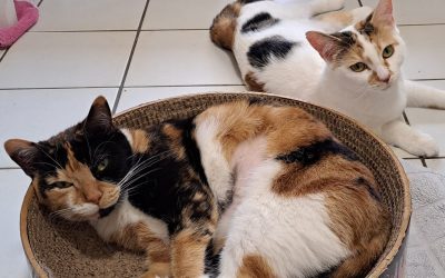 Tiere suchen ein Zuhause: Tilda und Tracy zwei Schönheiten suchen ein Heim