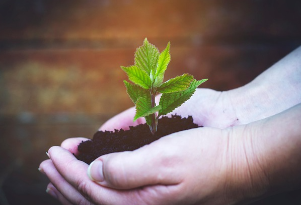 Pflanz Keines Bäumchen in Händen. Foto: re