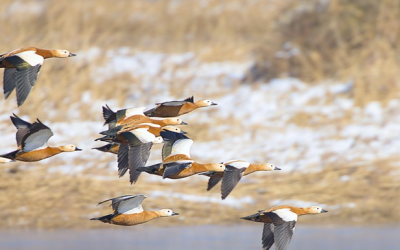 Bayerns Jagdminister kündigt Erleichterungen bei Jagd auf Nil- und Rostgänse an