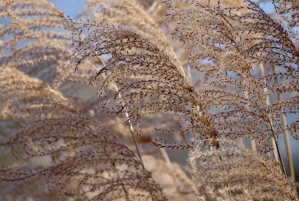 Schilf Schilf. Foto: re