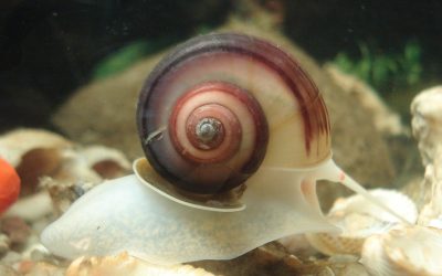 Schnecken als Helfer im Aquarium