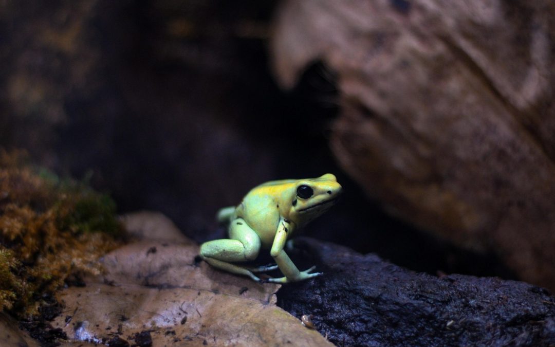 Mehr Vielfalt als man denkt: Besatzvorschläge für kleine Terrarien