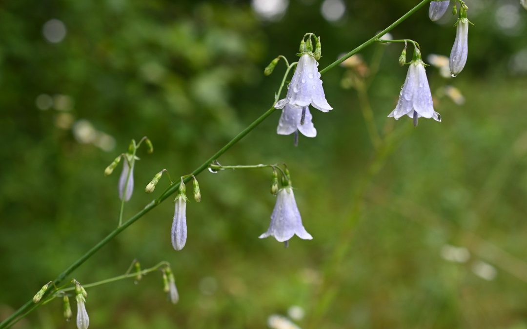 Wie lässt sich die wohlriechende Becherglocke erhalten?