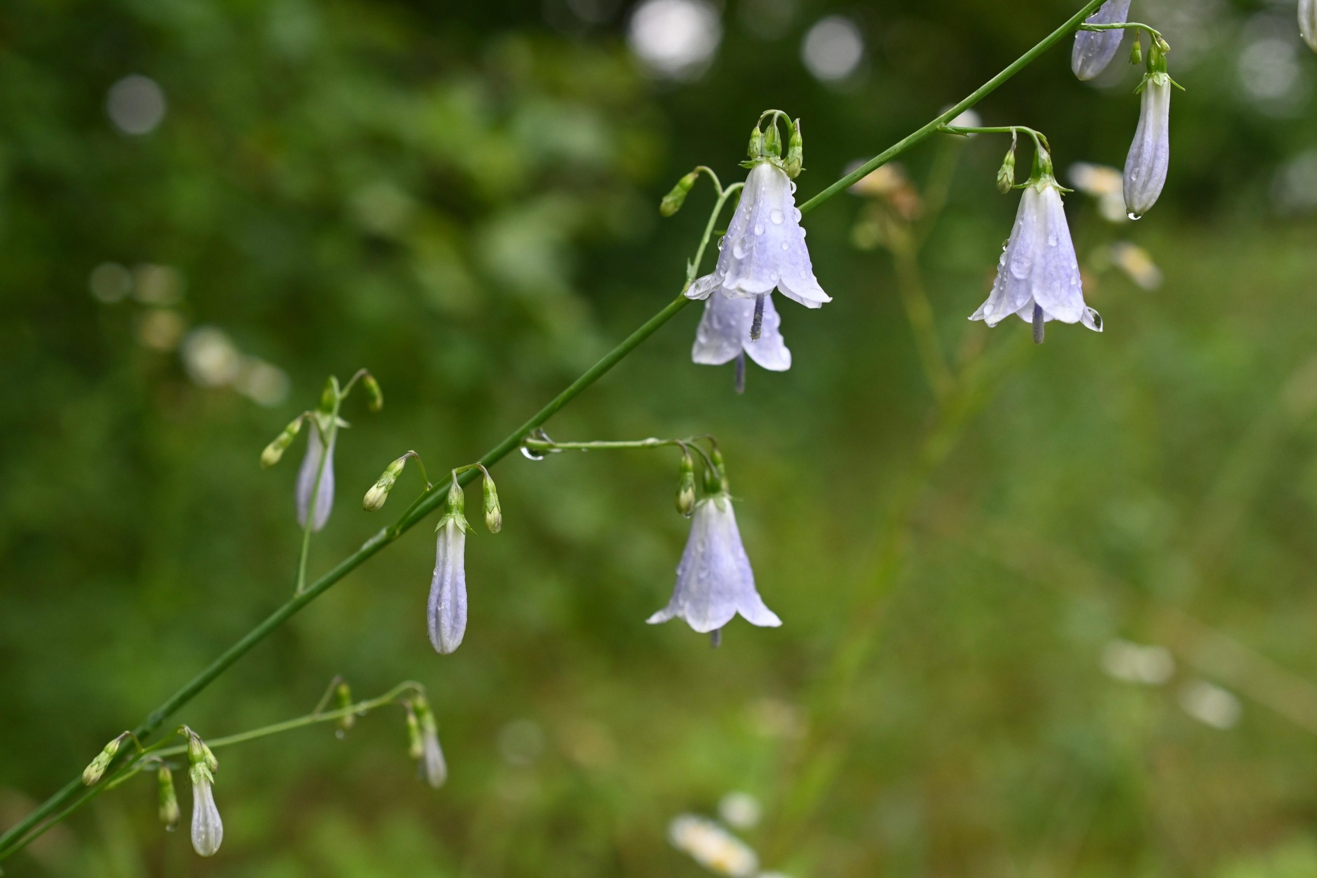 105196_o Die glockenförmige Blüten mit den langen Griffel und ihr Duft geben der Wohlriechenden Becherglocke ihren Namen. Foto: Copyright Marcel Ruff, LfU