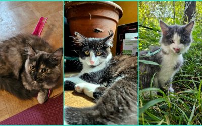 Weltkatzentag: Sieben Fakten über das beliebteste Haustier der Deutschen