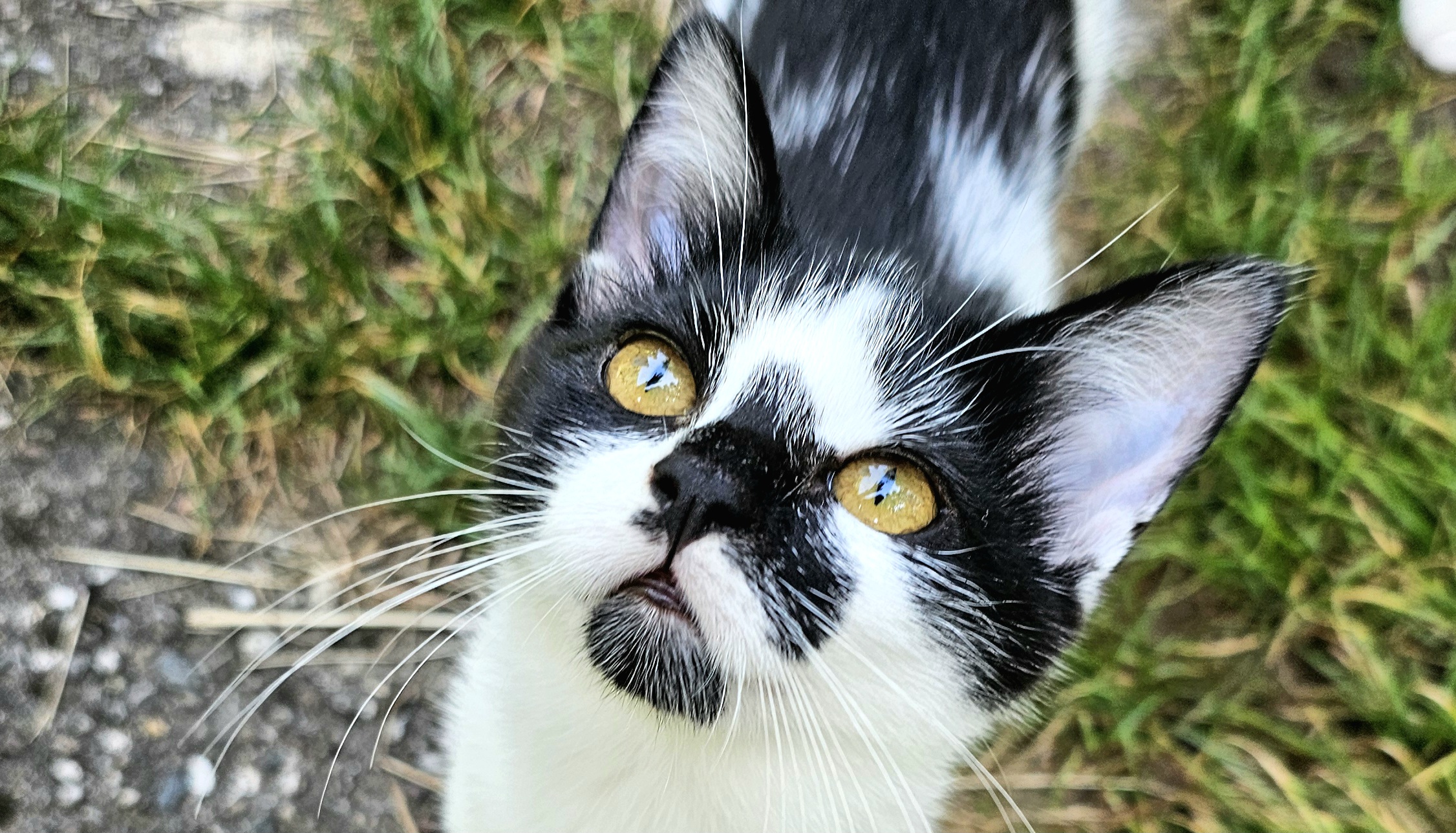 Katze Katze schaut nach oben in Kamera. Copyright Josefa Staudhammer