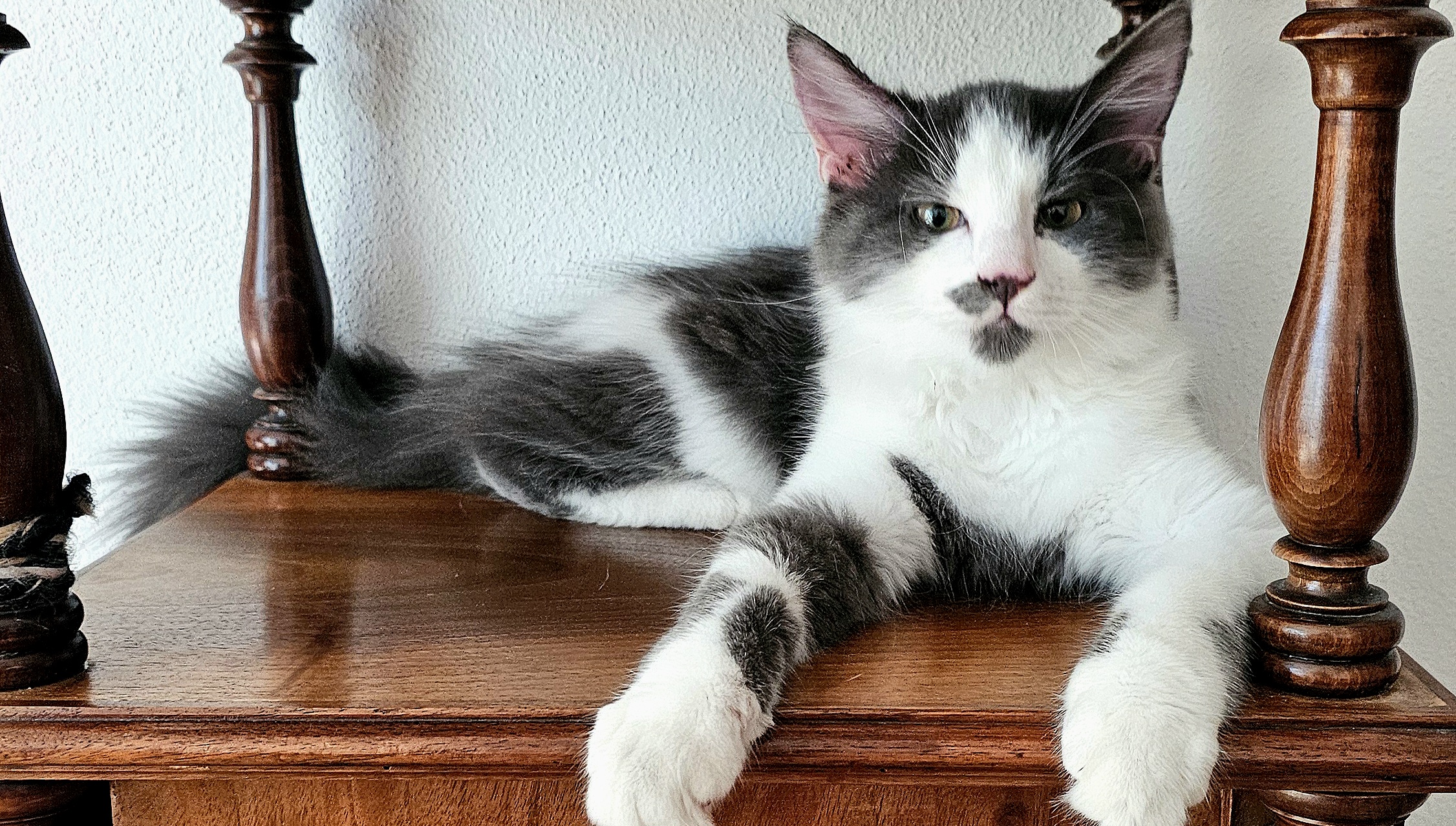 Katze Katze sitz auf Schrank mit ausgestreckten Vorderpfoten.