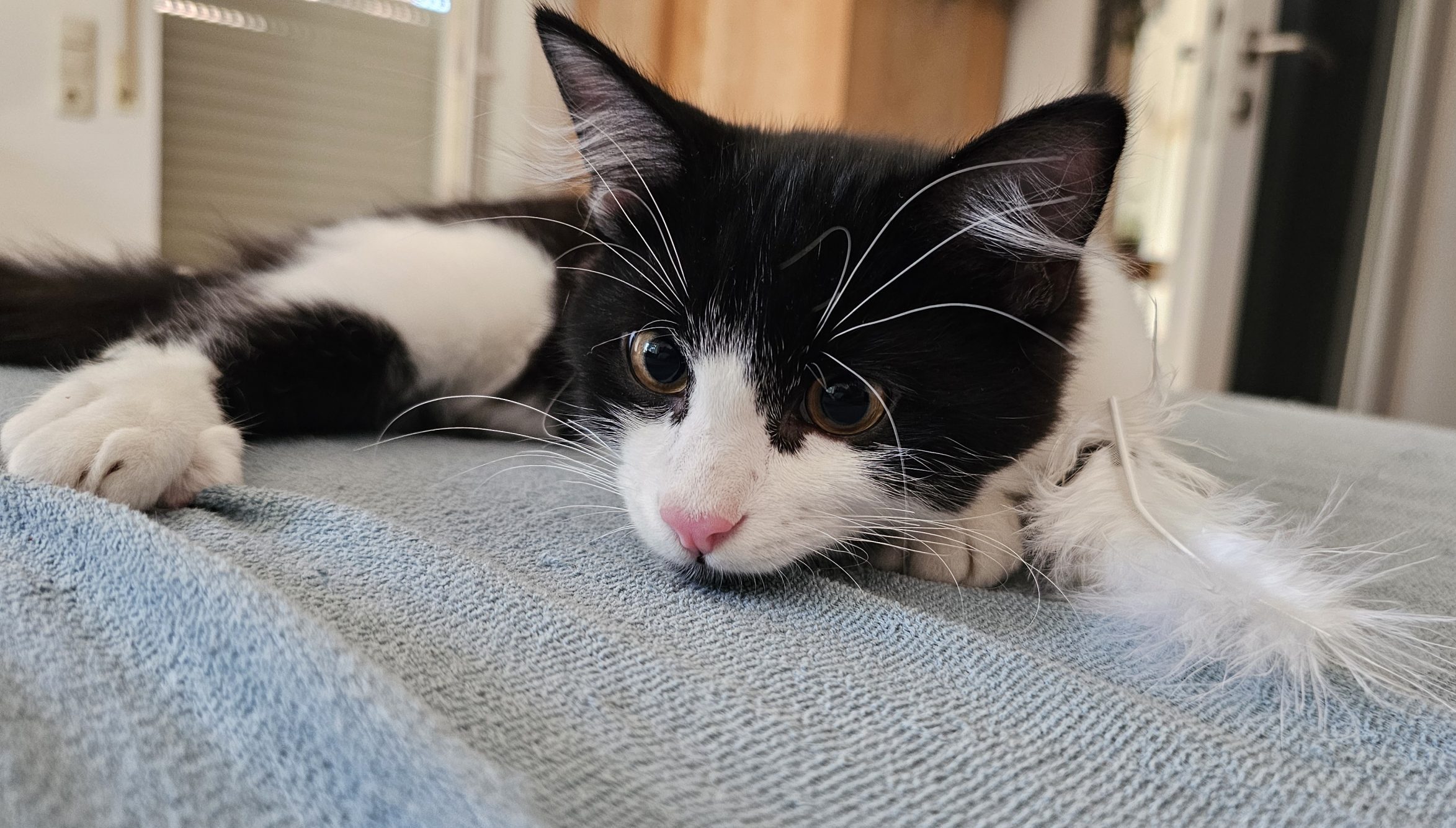 Katze Katze liegt auf Bett und schaut.