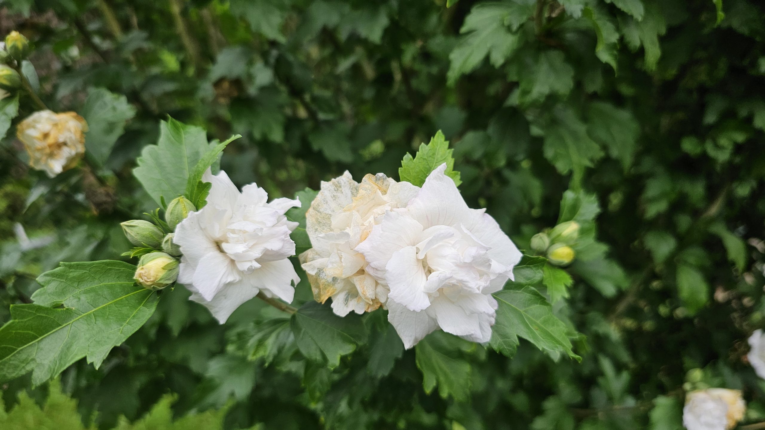 Regen Weiße Blume nass vom Regen