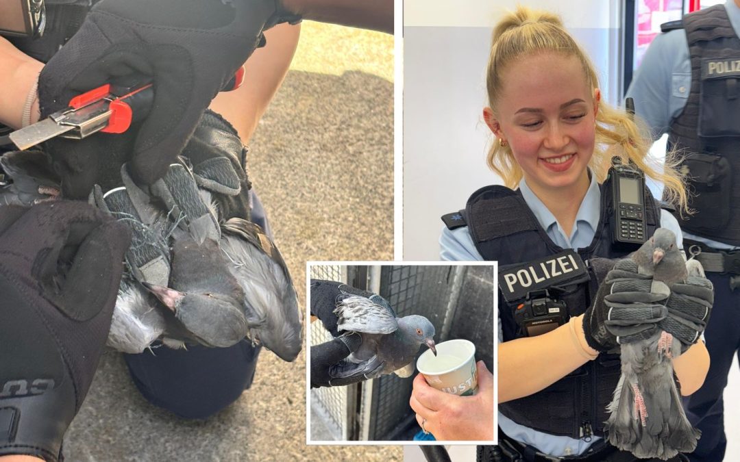 Taubenrettung im Münchner Ostbahnhof
