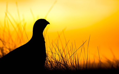 Dem größten Huhn Europas auf der Spur