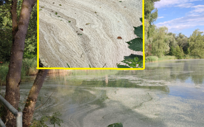 „Schneeschicht“ auf dem Happinger See in Rosenheim?