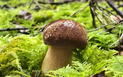 Neues Naturschutzprojekt in Bayern: Forschung rückt Pilzvielfalt im Offenland in den Fokus