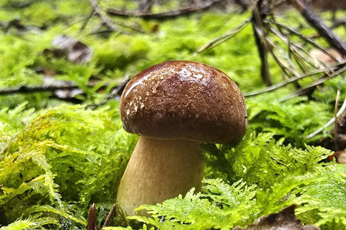 Regen Pilz Pilz im Wald bei regen Copyright Eduard Staudhammer
