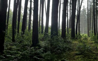 Zwei Waldflächen bei Rohrdorf in Brand geraten – Kriminalpolizei ermittelt