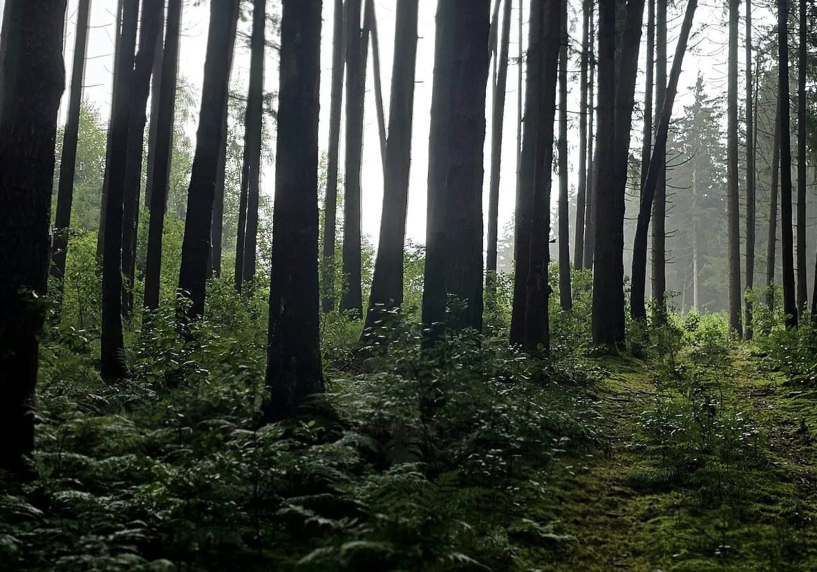 Wald Regen Wald bei Regen Copyright Eduard Staudhammer