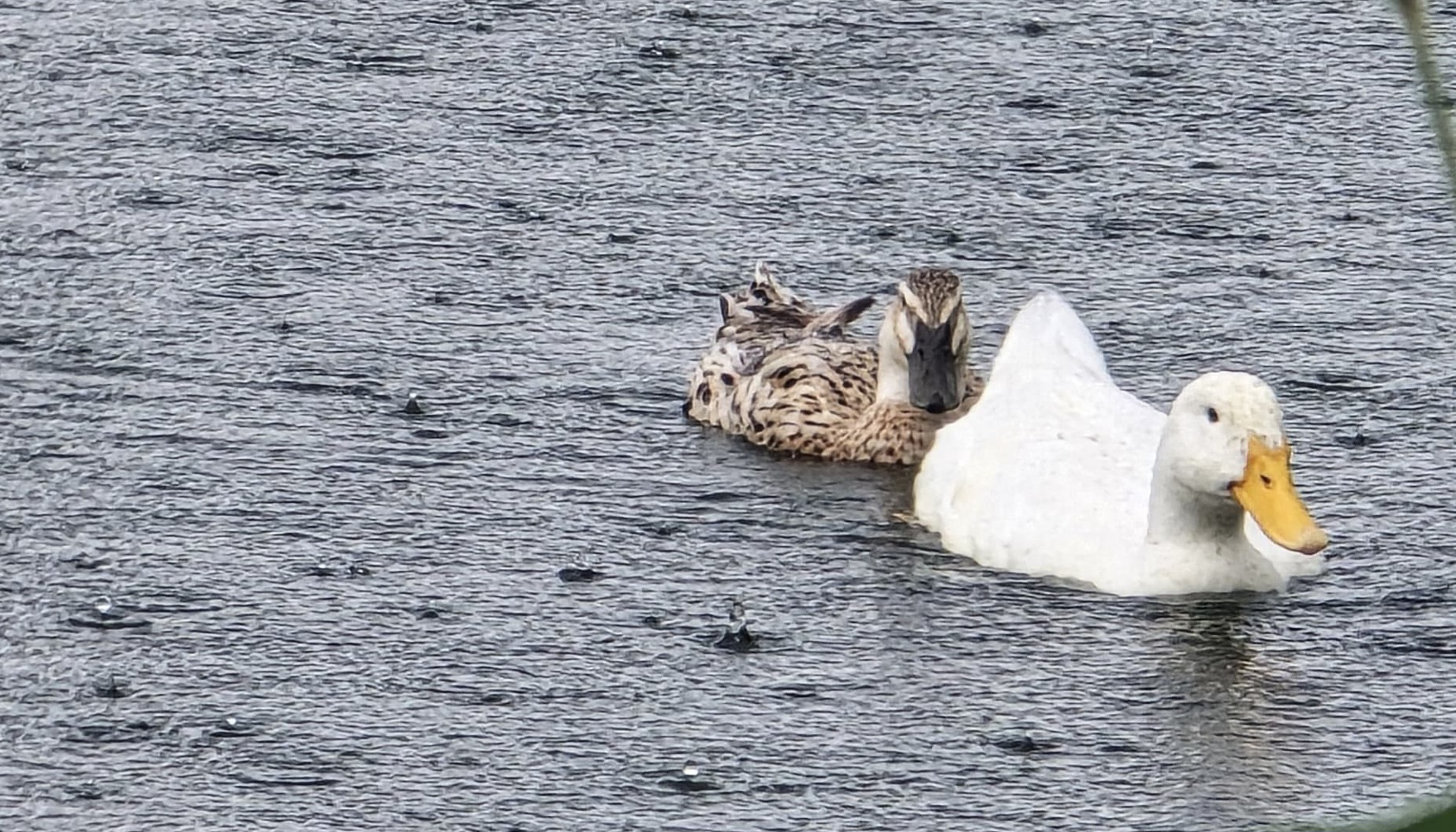 Enten Enten im Regen