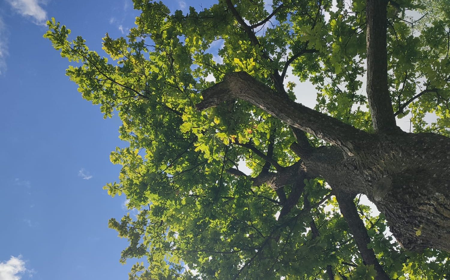 Baum Blick in Baumkrone Copyright Gisela Schreiner